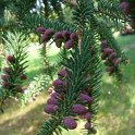 Abies pinsapo cone male